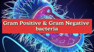 Gram Positive vs Gram Negative Bacteria microbiology bacteria [upl. by James764]