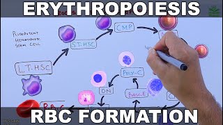 Erythropoiesis  RBCs Formation Process [upl. by Otnas796]