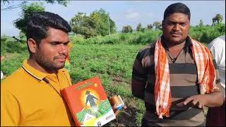 Indofil alecto and kubico on chilli crop telugu farmer rythubaata [upl. by Aibonez]