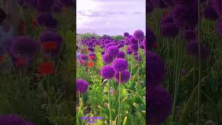 Pretty Allium giganteum flowersbeautifulflowerscolorfulflowersflowerbeautyflowersinfoshorts [upl. by Aivekal]