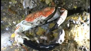 Tasmanian Giant Crab  Pseudocarcinus gigas  heaviest species of crab in the world [upl. by Sammie620]