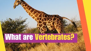 What are Vertebrates  Learn the Characteristics of vertebrate animals  Lesson Boosters Science [upl. by Bradford]