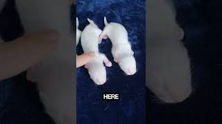 Update 3Weeks Old Binkys Ferret Kits [upl. by Puri]