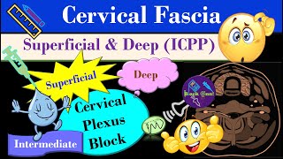 Cervical Fascia  Cervical Plexus Block  Fascia of the neck  Cervical Compartments [upl. by Nnayelsel]