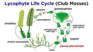 Lycophytes Early Vascular Plants [upl. by Mcnully]