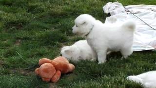 Samoyed puppies playing [upl. by Ednyl]