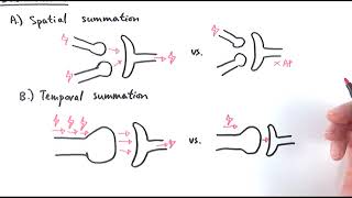 A2 Biology  Role and control of synapses OCR A Chapter 135 [upl. by O'Grady]