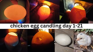 candling chicken eggs  egg checking with light 1 21 day [upl. by Akimet]