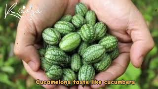 How to grow cucamelons [upl. by Honebein]