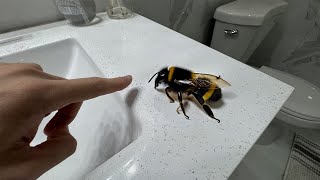 I set this HUGE BEE on FIRE [upl. by Uttica]