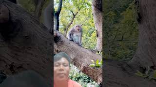 Monkey  Bandar video sorts funny bandar monkey animals [upl. by Haziza848]