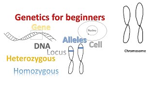 Genetics for beginners  Genes Alleles Loci on Chromosomes [upl. by Euqcaj]