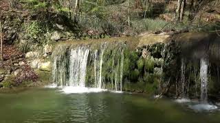 Wasseramsel und Graureiher in der Natur im Tobel Schweiz Küsnacht 2022 ReiwaFilm [upl. by Crifasi]