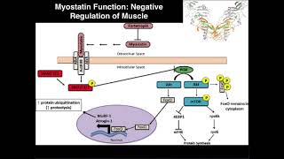 Myostatin  Negative Regulation of Skeletal Muscle Growth [upl. by Suckow]