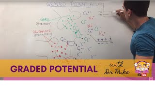 Graded Potential  Neuron [upl. by Brunn]