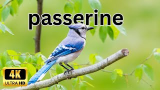 Wings of Elegance Passerine Birds in Ultra HD birdwatching thehowtoacademy 4kbirds 4kvideo [upl. by Aloz]