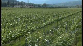 Coltivazione della vite la pergoletta doppia Vita in Campagna [upl. by Dorene]