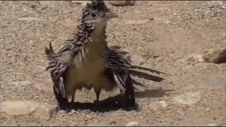 Lesser Roadrunner in Mexico [upl. by Earezed339]