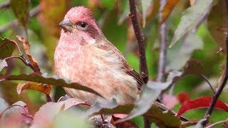 Roselin pourpré  Purple Finch [upl. by Ashien249]