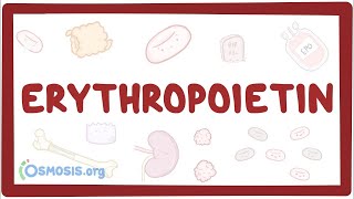 Erythropoietin [upl. by Seton]