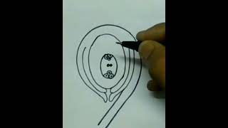 How to draw ls of ovule structure of ovule easy drawing [upl. by Armanda449]