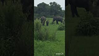 Wild Elephants in the Wasgamuwa National Park wildelephants wasgamuwa forest [upl. by Fermin]