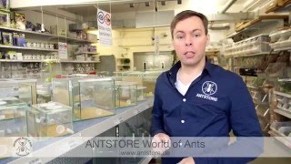 ANTSTORE  Beratung für Einsteiger in die Ameisenhaltung [upl. by Attezi703]