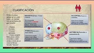 Fontanelas Craneales Conoce su Función en 3 Minutos [upl. by Alvar375]