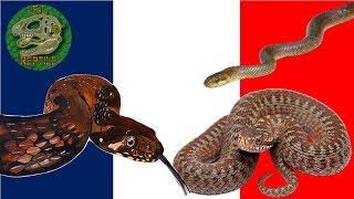 Tous les serpents de France [upl. by Resiak]