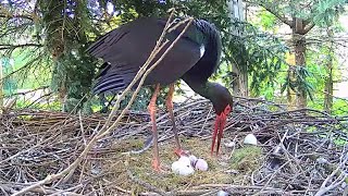 Toník amp Tonička  First chick hatched Makov Czechia [upl. by Nyrol]