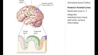 OSSM Neuro Chapter 12  Somatosensory Cortex [upl. by Krik]