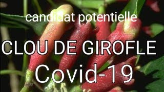 Le giroflier candidat potentielle pour produire un possible médicament contre SARSCoV2 COVID19 [upl. by Annelise]