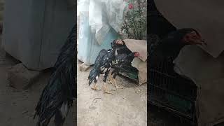 Pakistan anjumm breed chicken aseelmurga anjumm birds pet House [upl. by Anividul]