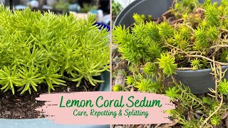 Lemon Coral Sedum Care Repotting Splitting [upl. by Gothard]