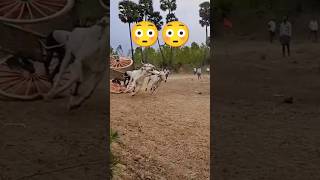 Bull race stunt 😳🤞🔥🔥  Bull Race  Andhra Pradesh  India trending reels shorts viralvideo [upl. by Siclari]