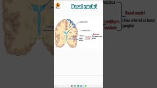 Basal nuclei  Grey matter  Cerebrum  Caudate nucleus  Putamen biologyneet neetbiology [upl. by Barfuss837]