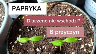 Papryka  dlaczego nie wschodzi 6 przyczyn złego kiełkowania papryki [upl. by Nanahs1]