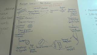 Entamoeba Pathology Apicompexa Introduction and Monocystis lumbrici [upl. by Ecnerret]