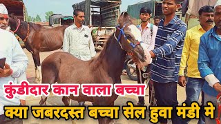 इस बच्चे के पिछे लोक हुवा दिवाने।।व्यापारी ने भी अपनी जिद नही छोडी।Baby horse for sale in Yeola [upl. by Sualohcin]