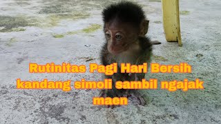 🐒Rutinitas Pagi Hari Bersih kandang simoli sambil ngajak maen [upl. by Geller]