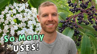 Grow Your Own Food And Medicine From This One Amazing Tree  Elderflowers amp Elderberries [upl. by Gervais]