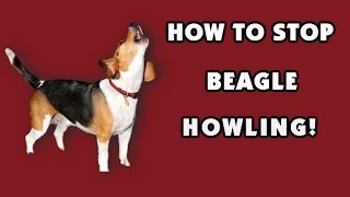 How to stop my Beagle from howling Like Yesterday Make Choices Youll Never Regret [upl. by Mihe417]