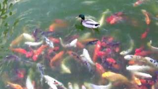 Laughlin Nevada Koi fish feeding frenzy [upl. by Boser]