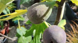 Frucht Feigen Ernte Ficus carica Sorten im Herbst [upl. by Pahl]