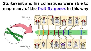 Gene Linkage and Genetic Maps [upl. by Hars]