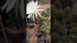 Trichocereus IMPERIALIS cactus flowers nature gardening plants succulents videos reels [upl. by Anigger735]