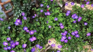 Thriving Geranium Rozanne Cranesbill [upl. by Essirahc]