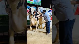 Huge Holstein Friesian Cow Live Sold Sadeeq Agro 2024  Qurbani bull of Ifat Bhai for Qurbani 2024 [upl. by Key]