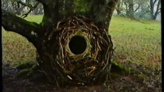 Andy Goldsworthy  Stone Wood Water  The Capenoche Tree 2 [upl. by Thadeus]