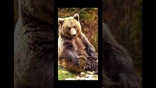 Grizzly bear [upl. by Amlez]